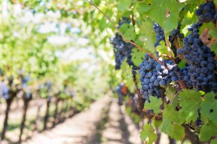 Visite des vignobles bourgogne, hôtel le Cep Beaune